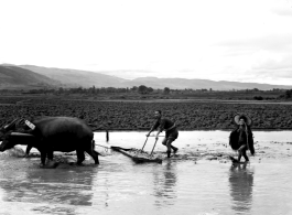 Countryside in China, probably in Yunnan province: Plowing a flood rice paddy.  From the collection of Wozniak, combat photographer for the 491st Bomb Squadron, in the CBI.