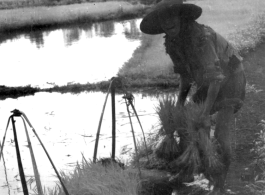 A farmer transplanting rice sprouts in southern China during WWII.