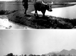 A farmer plows rice paddies in Guangxi province, China, during WWII.