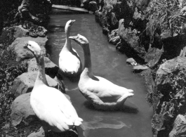 Large geese in Yunnan province, China.