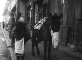 Mules eat from bags on the side of the street in a Chinese town during WWII.