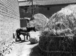 "Village a few miles south of Yangkai, the day of the mounds, Spring 1945." (Mounds refers to burial mounds Frank Bates and Fred Nash had come across on a hike.)