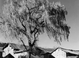 Local people in Yunnan province, China: Threshing rice in a small village. During WWII.