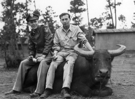 GI explorations of the hostel area at Yangkai air base during WWII: A flyer and Eugene Wozniak (right) sit on an ox in the hostel area, drinking beer.