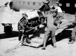 10AF 10Dec44 G180-2 U.S. infantry loading mules on [C-47] cargo plane, Burma.  10th Air Force.