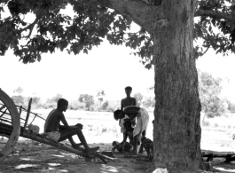 Man undergoes country haircut under tree.  Scenes in India witnessed by American GIs during WWII. For many Americans of that era, with their limited experience traveling, the everyday sights and sounds overseas were new, intriguing, and photo worthy.