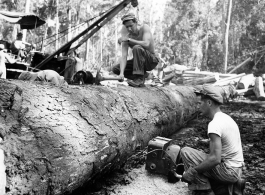 797th Engineer Forestry Company in Burma, cutting sections for loading logs for milling for bridge building along the Burma Road.  During WWII.