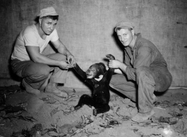 Engineers of the 797th Engineer Forestry Company pose with a sun bear (Helarctos malayanus), which they have presumably shot, in Burma.  During WWII.