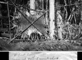 GI poses with tiger skin in Burma. Image received February 17, 1945.  Engineers of the 797th Engineer Forestry Company.  During WWII.