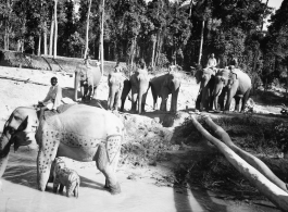 Local people in Burma near the 797th Engineer Forestry Company--men riding elephants, assisting in logging in some cases.  During WWII.