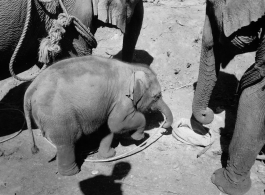 Local people in Burma near the 797th Engineer Forestry Company--domesticated elephants, assisting in logging in some cases.  During WWII.