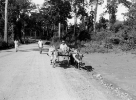 Ox cart in Burma or India.  Near the 797th Engineer Forestry Company.  During WWII.