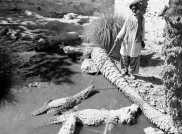 Man with crocodile in Burma or India.  Near the 797th Engineer Forestry Company.  During WWII.