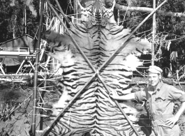 GI poses with tiger skin in Burma. Image received February 17, 1945.  Engineers of the 797th Engineer Forestry Company.  During WWII.