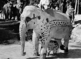 Local people in Burma near the 797th Engineer Forestry Company--men riding elephants, assisting in logging in some cases.  During WWII.