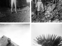 William J. Pribyl, Jr., 961st Petroleum Products Laboratory, in various poses in India: Around camp, looking at flora. During WWII.