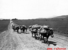 A mule train in Yunnan province, China. During WWII.