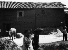 Local people in Yunnan province, China, threshing grain with an ox.