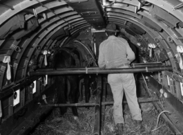 A mule loaded for transit aboard American C-47 transport plane, Burma, 10AF, 10Dec44.