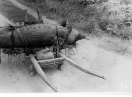 A pig trussed up and tied to a wheelbarrow, ready for market, in China during WWII.