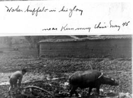 Water buffalo near Kunming, and plowing near Camp Schiel. 1945.