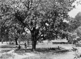 People take advantage of shade under large tree.  Scenes in India witnessed by American GIs during WWII. For many Americans of that era, with their limited experience traveling, the everyday sights and sounds overseas were new, intriguing, and photo worthy.