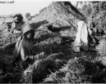 Farm women in India work among piles of straw during WWII.