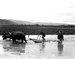 Countryside in China, probably in Yunnan province: Plowing a flood rice paddy.  From the collection of Wozniak, combat photographer for the 491st Bomb Squadron, in the CBI.