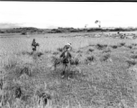 Local people in Yunnan, China: Farmers cut and bundle rice in preparation for threshing. During WWII.  From the collection of Eugene T. Wozniak.