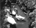 Large geese in Yunnan province, China.