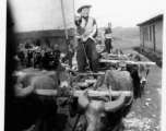 Farmer rides ox cart on base, likely at Luliang. During WWII.