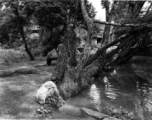 Local people in a village in Yunnan province, China: A woman washes clothes in a tree-shaded village pond. During WWII.