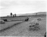 Farmers in Yunnan province, China, harvesting rice and rice straw. During WWII.