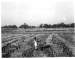 Person stands in dry rice paddies among cut rice stalks.  Scenes in India witnessed by American GIs during WWII. For many Americans of that era, with their limited experience traveling, the everyday sights and sounds overseas were new, intriguing, and photo worthy.