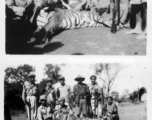 People pose with tiger in Burma.  Engineers of the 797th Engineer Forestry Company.  During WWII.