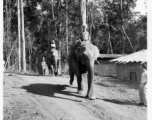 Local people in Burma near the 797th Engineer Forestry Company--men riding elephants, possibly assisting in logging.  During WWII.