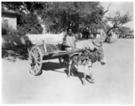 Man with donkey cart in Burma or India.  Near the 797th Engineer Forestry Company.  During WWII.