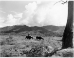 A farmer sits on an ox in Burma.  Near the 797th Engineer Forestry Company.  During WWII.