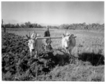 Local people in Burma near the 797th Engineer Forestry Company--Farmer plowing with cows in Burma.  During WWII.