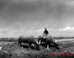 Boy riding ox in Yunnan, during WWII.