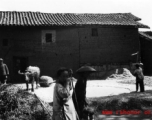 Local people in Yunnan province, China, threshing grain with an ox.