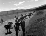 A mule train in Yunnan province, China.