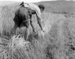 Local people in China: A farmer harvesting a grain, most likely rice. During WWII.  From the collection of Eugene T. Wozniak.