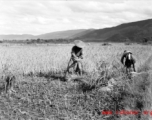 Local people in China: Farmers, most likely near Yangkai, cut and bundle rice as part of harvesting in the summer or fall. During WWII.