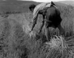 Local people in China: A farmer cutting straw in Yunnan, China, during WWII.