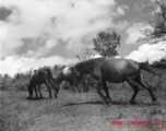 Horses and/or mules in China during WWII.