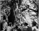 Rescuing the American pilot of an L-5 spotter plane after it crashed into a tree-top, during WWII in the CBI.