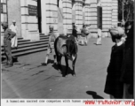 Sacred Cow In Chowringee, Calcutta, during WWII.