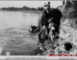 36th Division elephant urged into Shweli River, February 5, 1945.