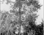 An observation hideout, similar to a tree house, high in a tree in SW China or Burma, during WWII.